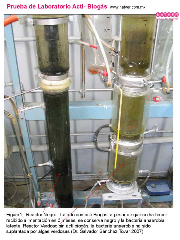 Bioactivadores